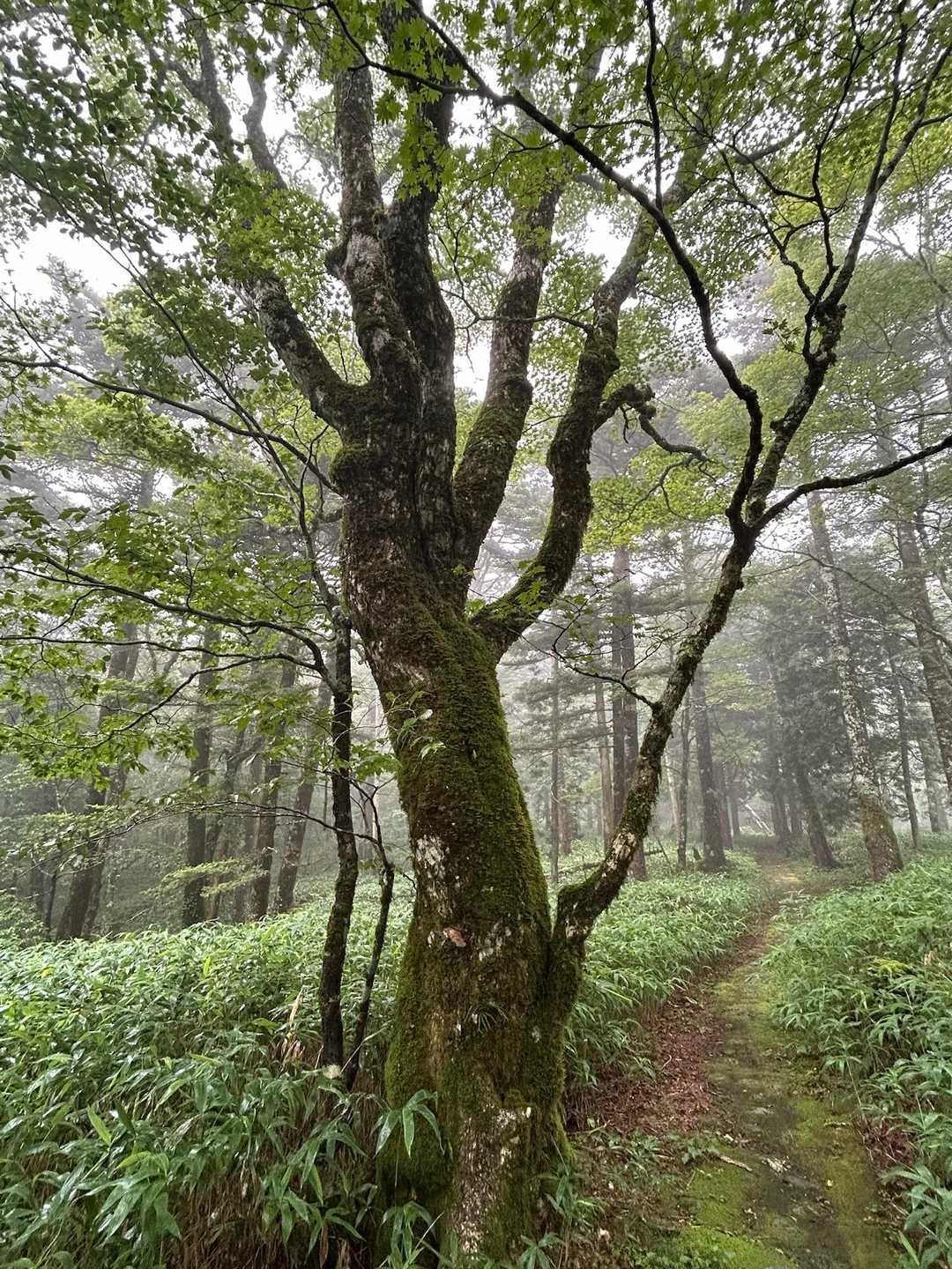 景色はガスガスでしたが壮観です