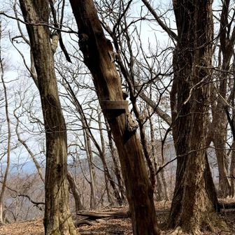 奥ゆかし山 標高828m🥰