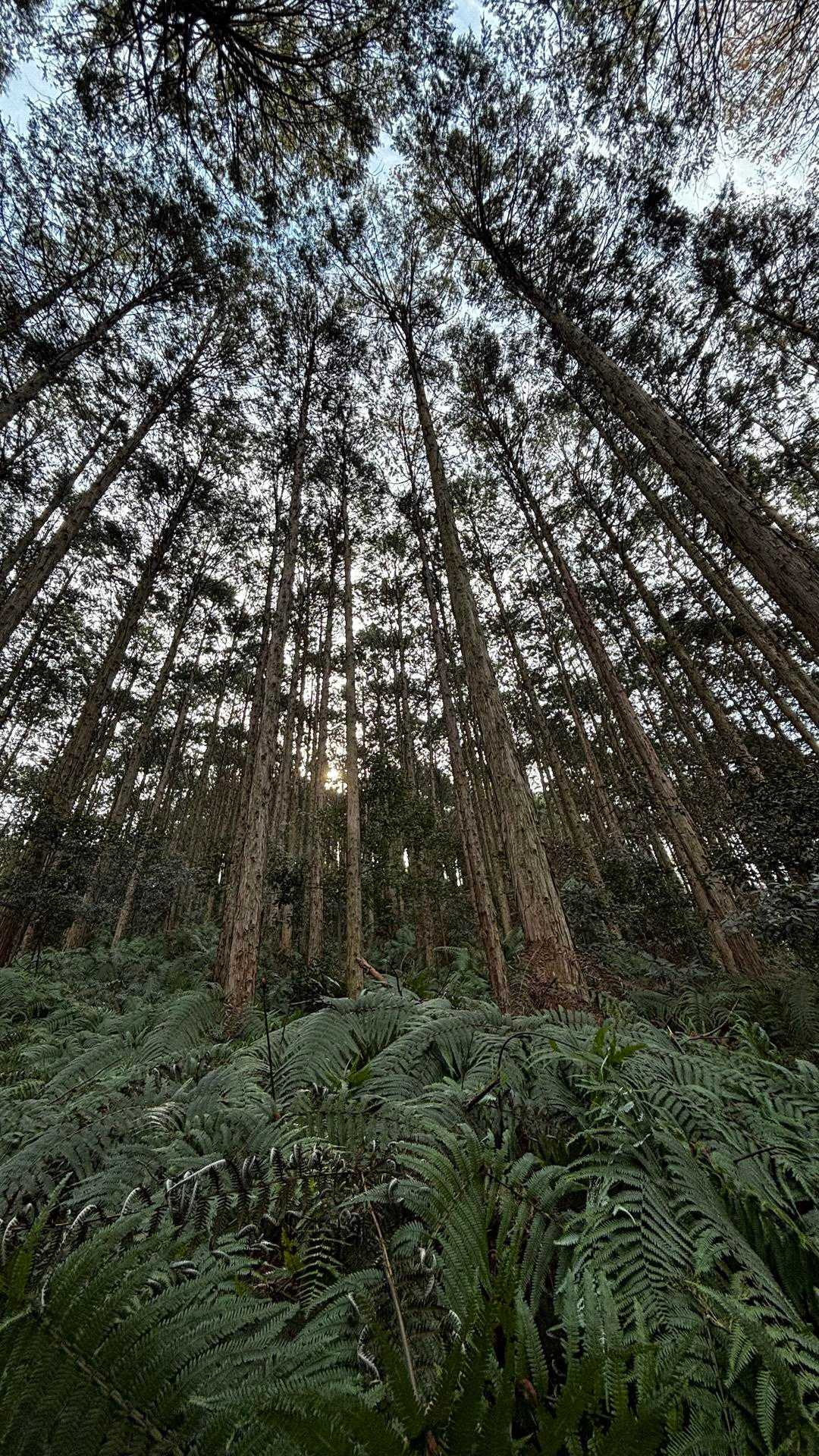 見上げたら癒されました〜🌲