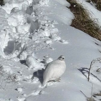 足跡の主にご挨拶