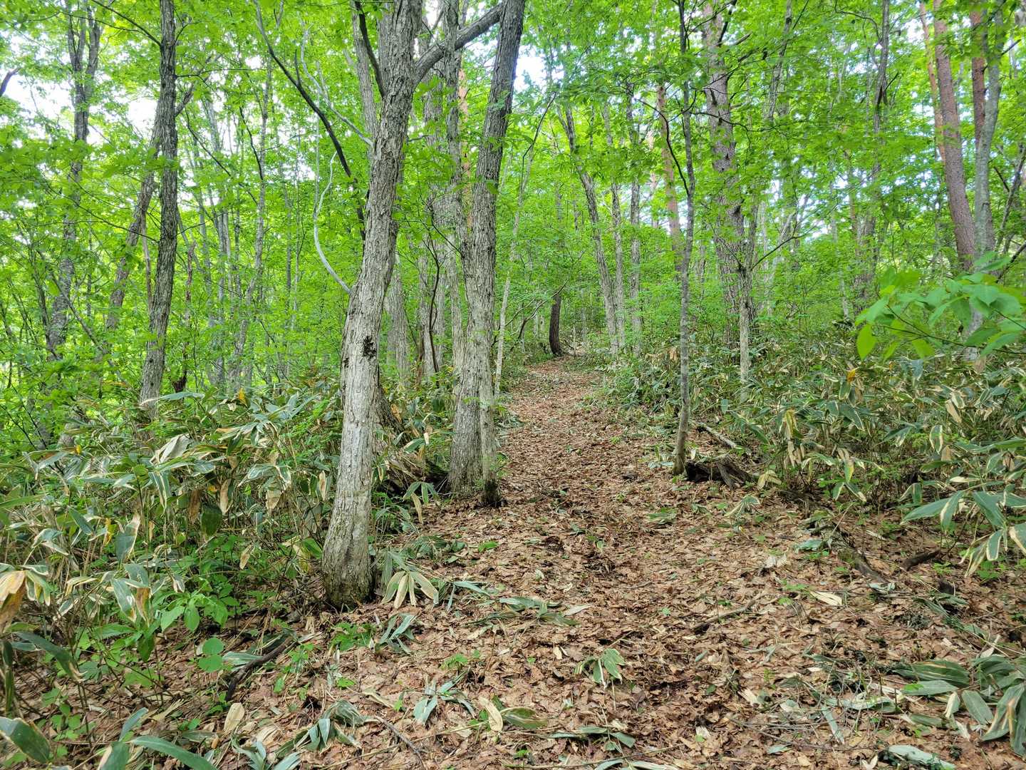 御前ヶ岳登山道入口-御前ヶ岳 往復コースの写真