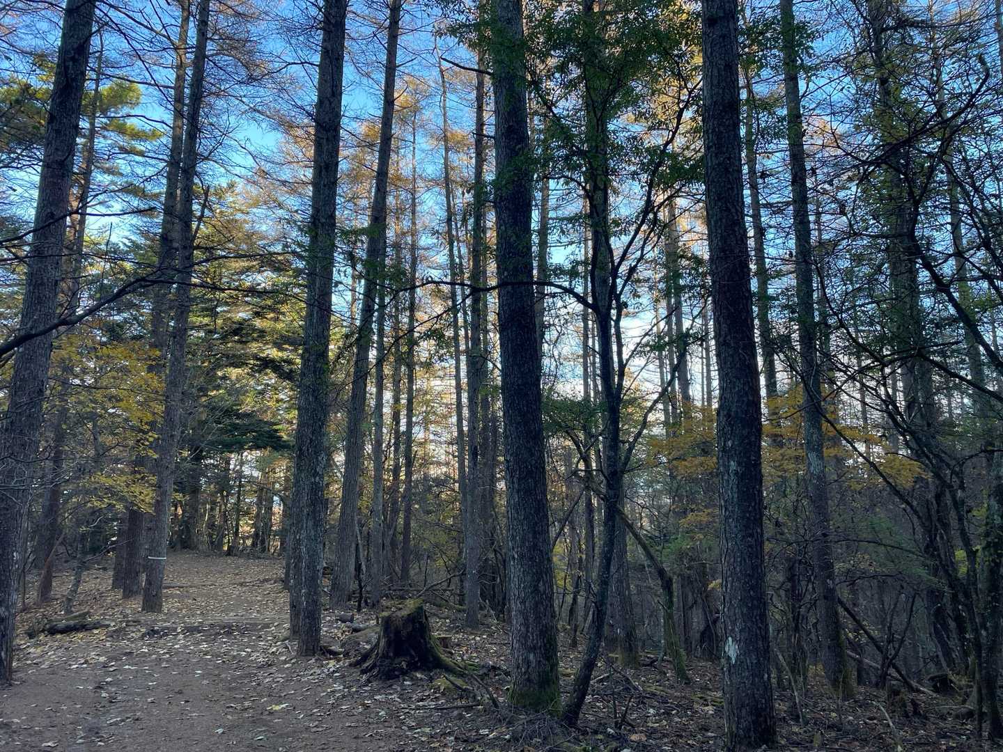 登山道は広くて整備されていて
歩きやすい。