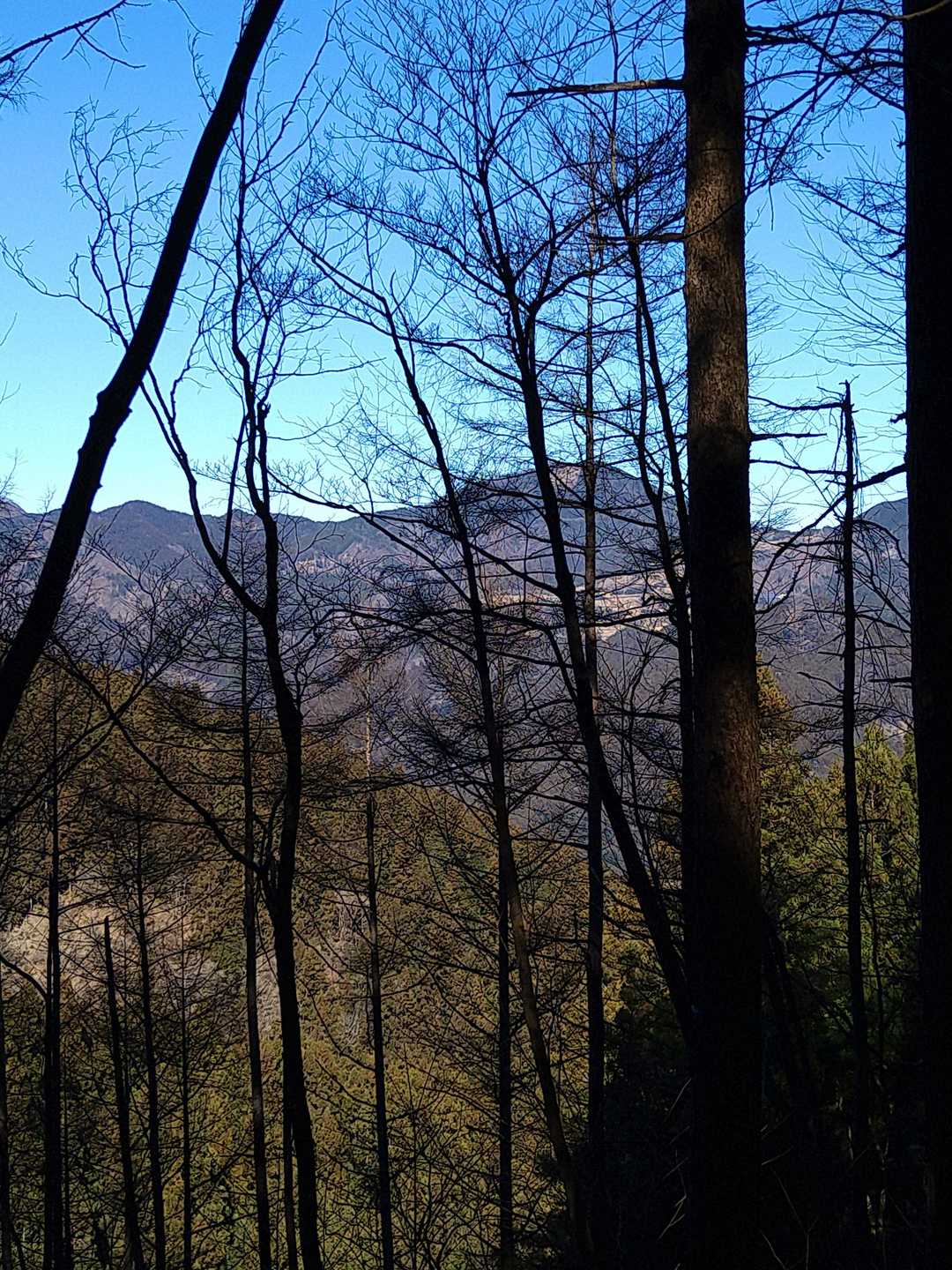 杉ノ峠-父不見山 往復コースの写真
