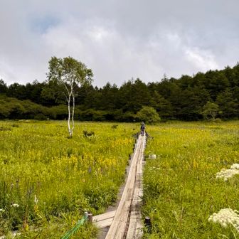 尾瀬を彷彿とさせる入笠湿原。ここも花畑になっていました。