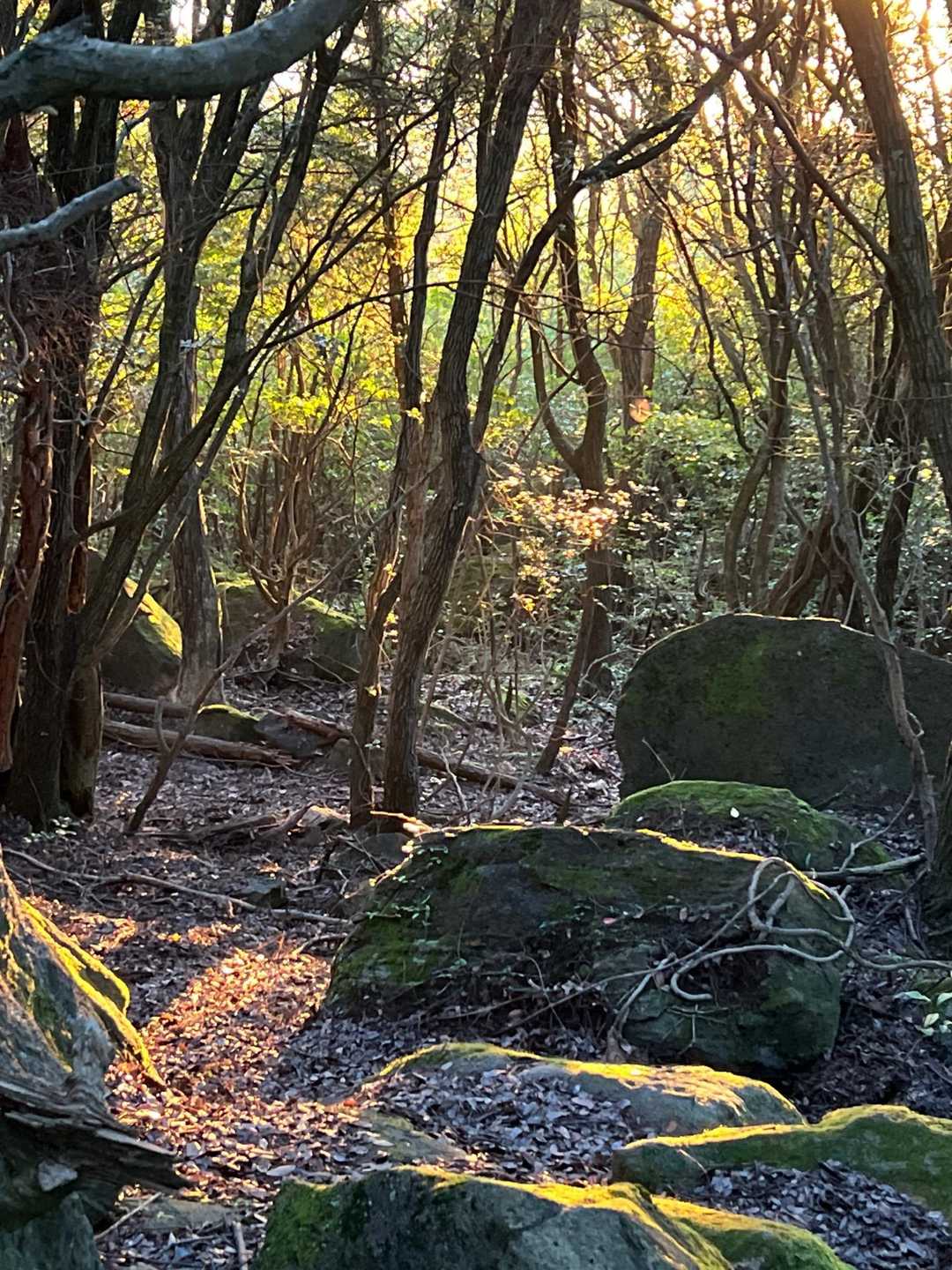 山頂からの下り　朝日が差しています。