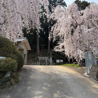下山後枝垂れ桜がお迎えしてくれました🌸
美しい😍
