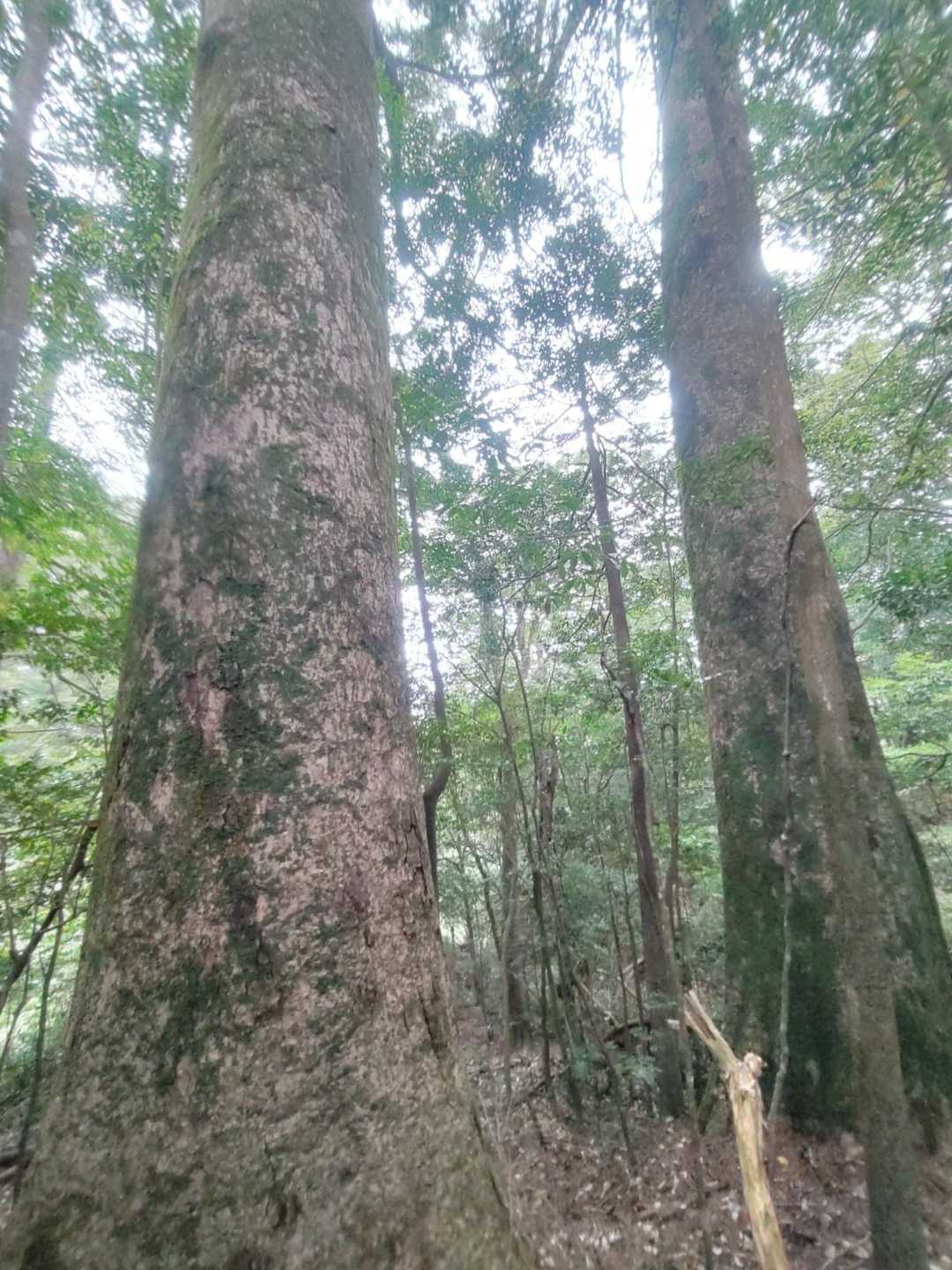 モミの巨木