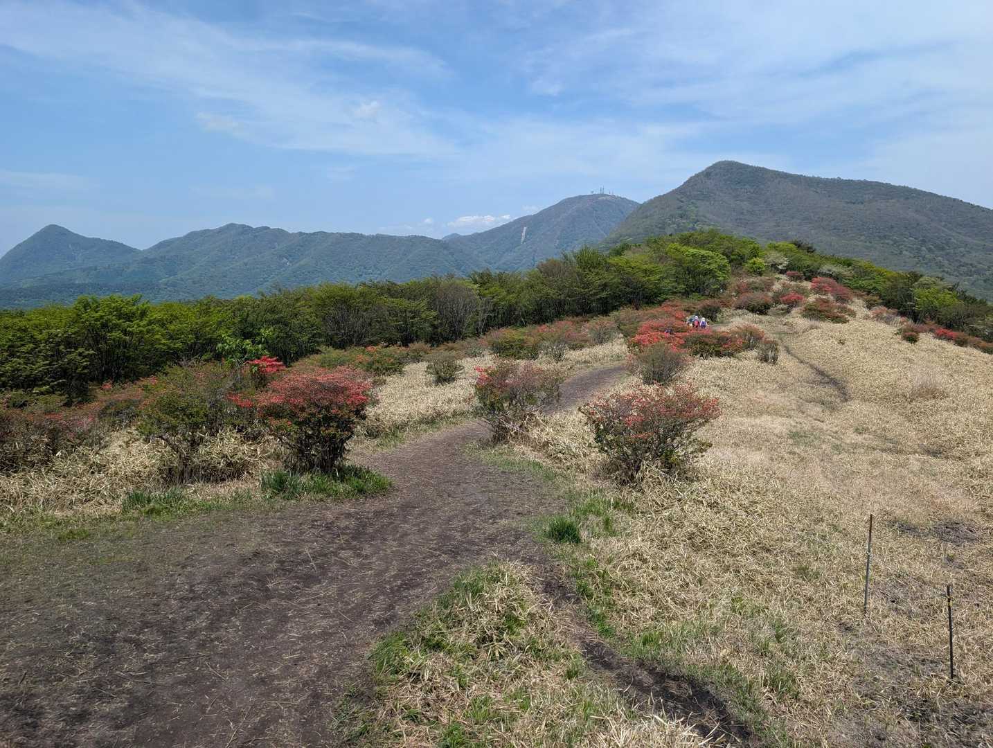 竈山から📸荒山を振り返る👀
ツツジは蕾がいっぱいなのでこれからですよ👆