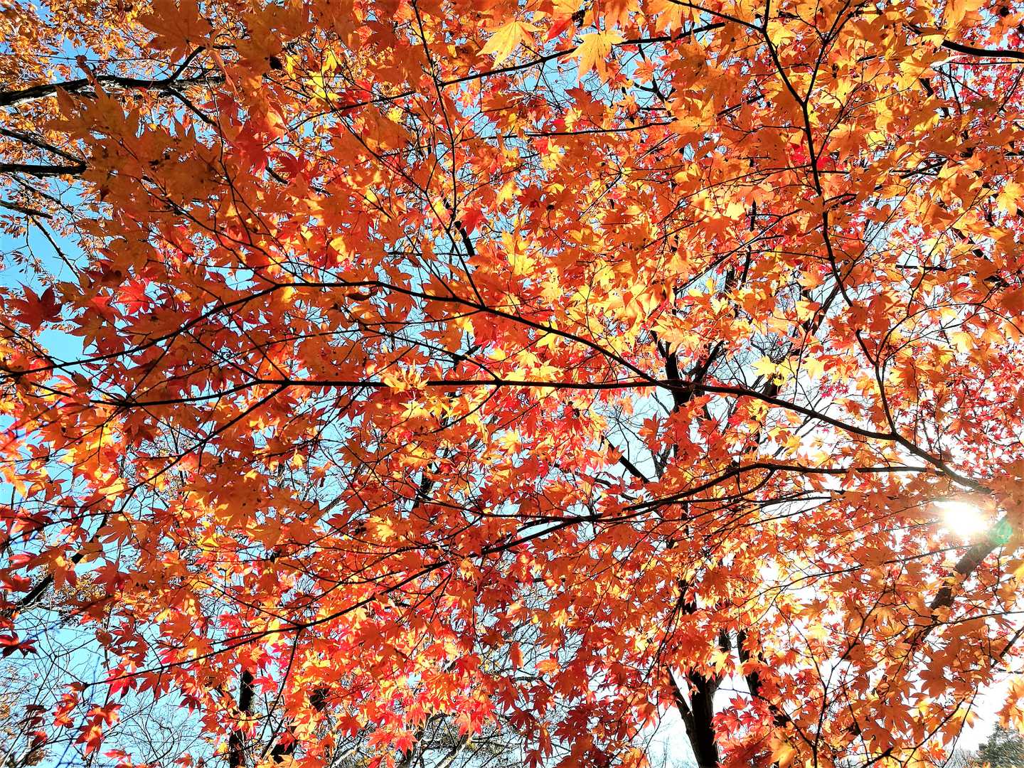紅葉いいね