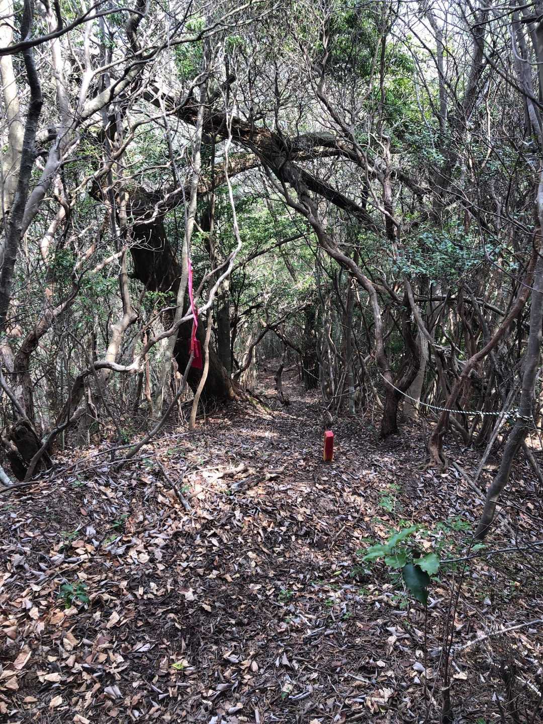 写真では分かりませんが転げ落ちそうな斜面でロープがあり助かりました