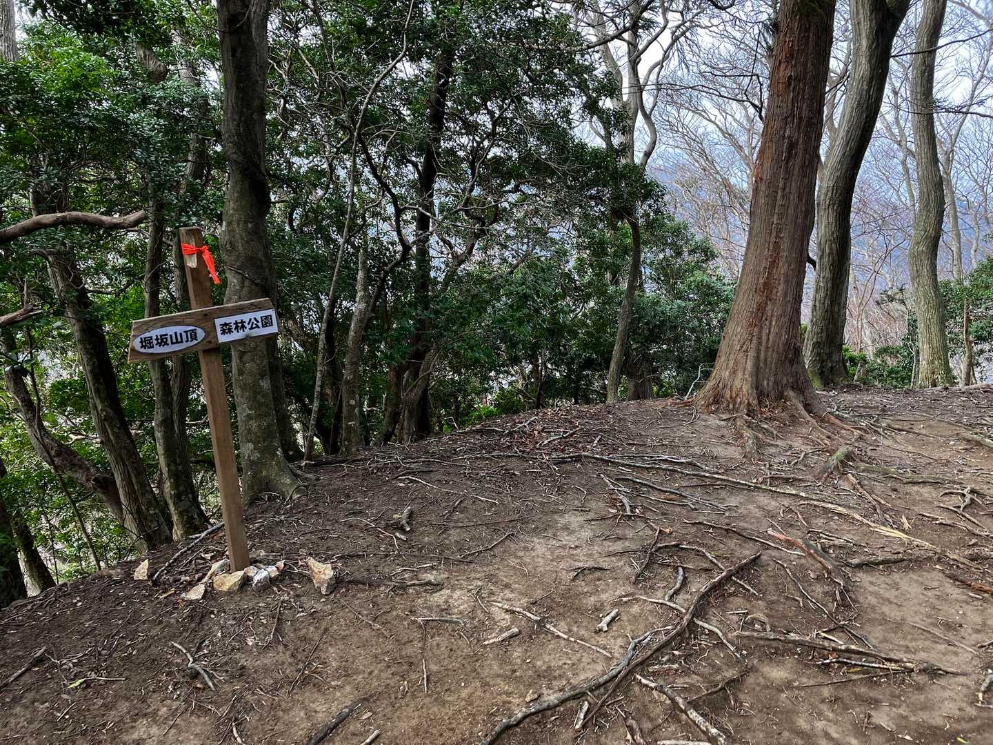 ここから木の根道の急降下