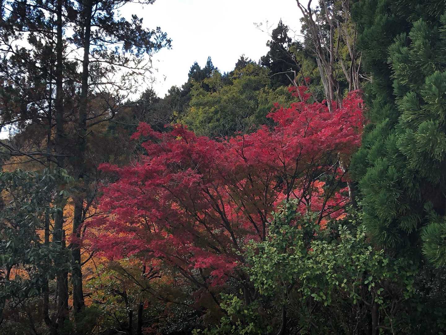 當麻寺の🍁　
周りが🟢の中　一際赤🟥かった