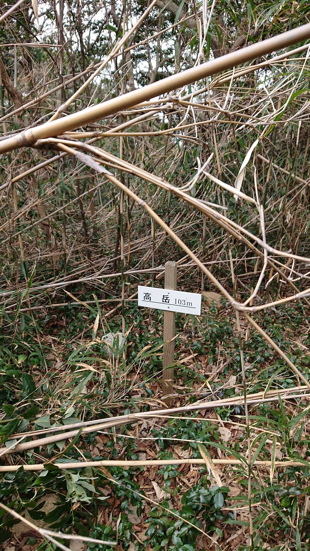竹林を抜けた所に山頂発見▲
「やったぁぁぁぁ😆🎶」