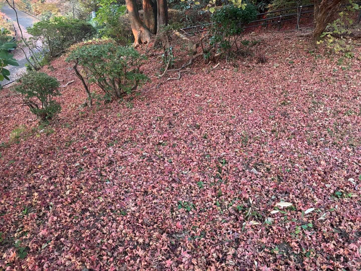モミジの絨毯やぁ〜🍁✨