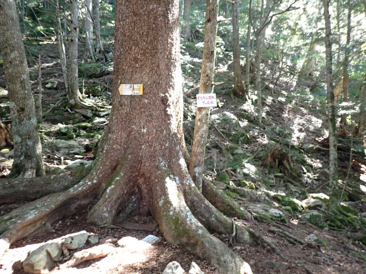 休憩に適した場所

木の向こうに転倒して流血した方が・・・

大丈夫とのことだったので、登ることに