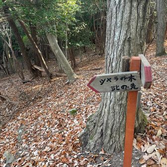シャラの木🪾行ってみましたが見つけられず