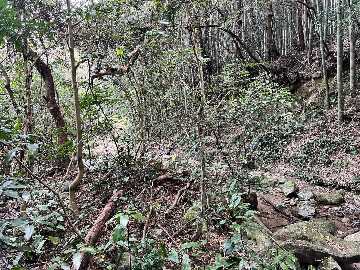 沢の反対側に道が見えました‼️😳
よく地図をチェックしてみると↗️こちらが登山道みたいです‼️😅