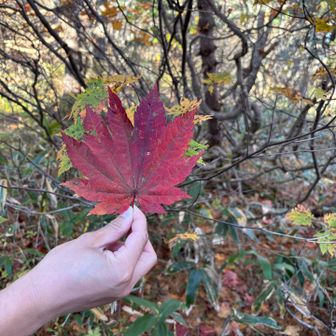葉っぱのギザギザが11個
天狗のうちわに似ているので
ハウチワカエデ