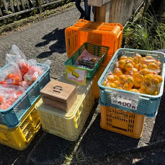ヨーグルトのお供としてほぼ毎日食べているキウイフルーツが欲しかったのですが、小銭がなく買えませんでした💦
