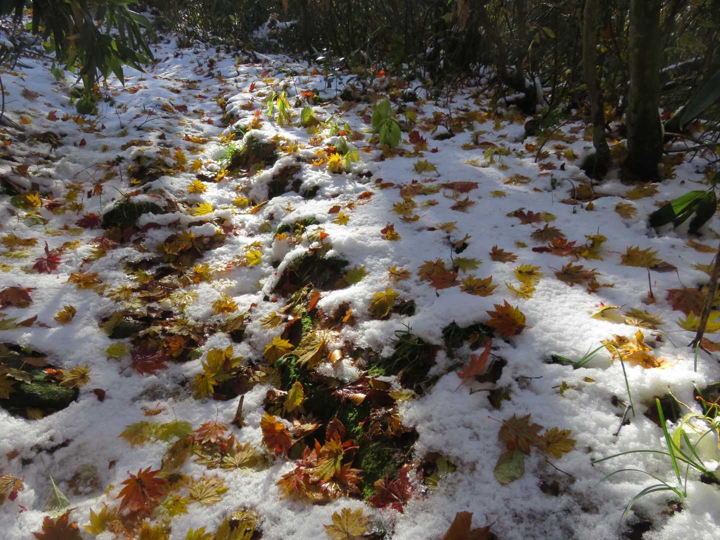 黒石沢登山口-藤里駒ヶ岳 往復コースの写真