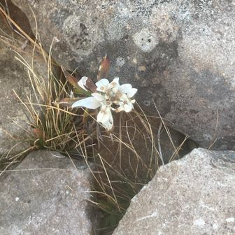 山頂の花は一輪だけ
