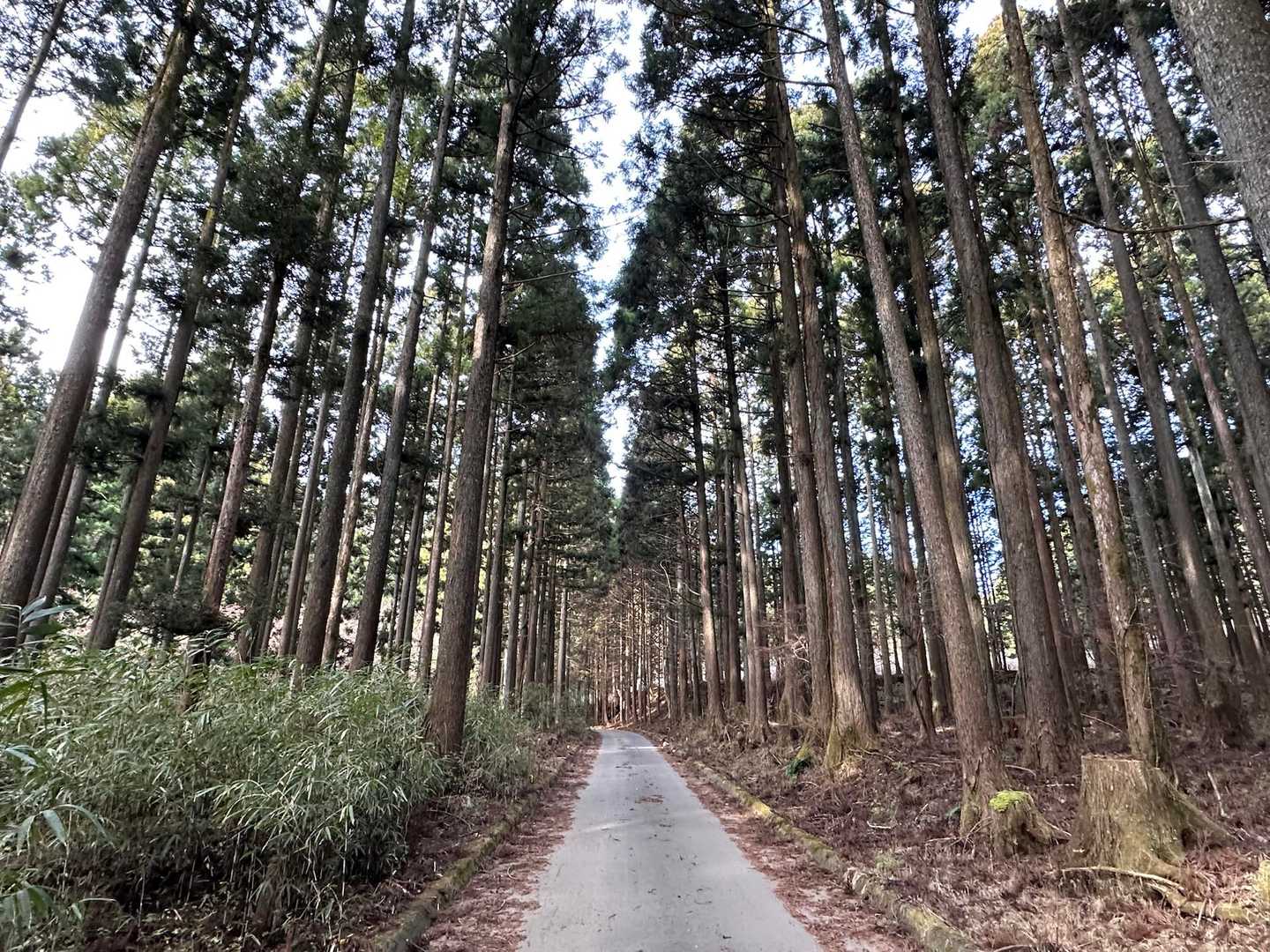 十里木高原登山口-越前岳-富士見台-富士見峠-黒岳-山神社 縦走コースの写真