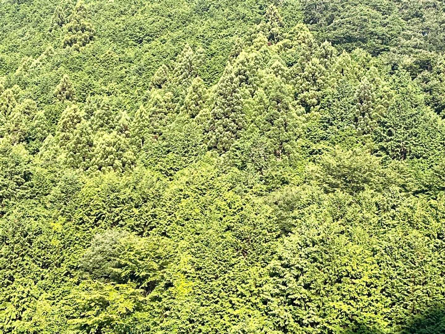 千早城入口-金剛登山口バス停-千早本道登山口-転法輪寺-金 周回コースの写真