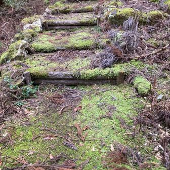 苔むす木段。この感じ好き。