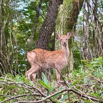 物怖じしない子鹿🦌