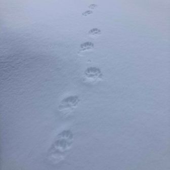 ヒュッテの屋根に登る足跡🐾発見！！
これはもう恥ずかしがり屋のオコジョ確定です😆🦊（姿は見えません）