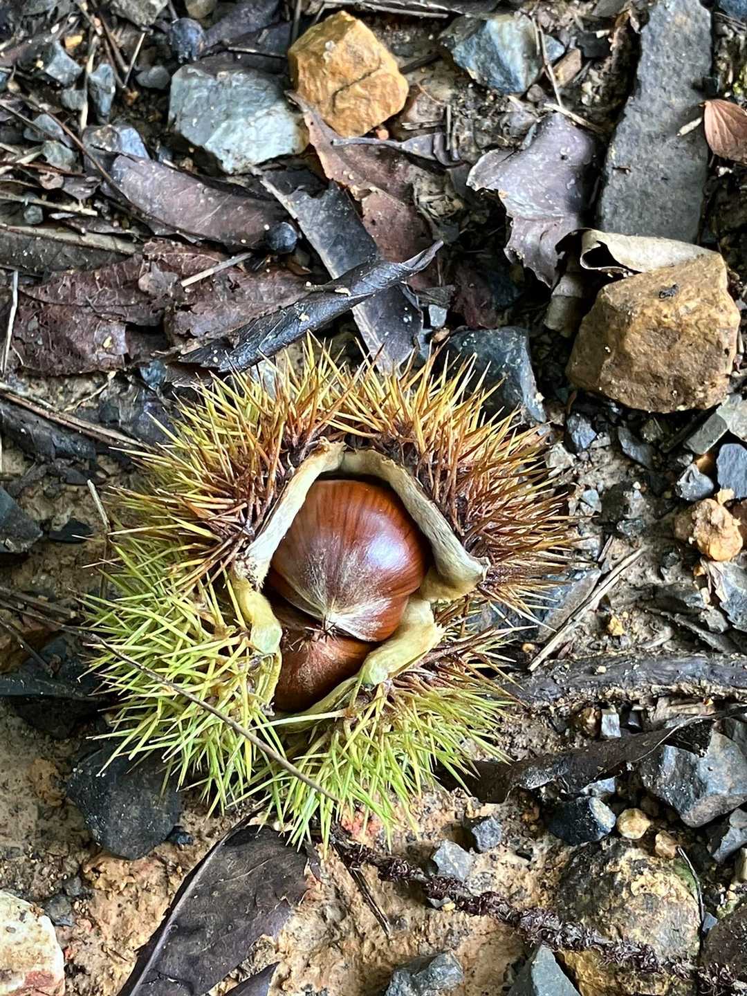 ふれあいの森入口-尾張白山 周回コースの写真