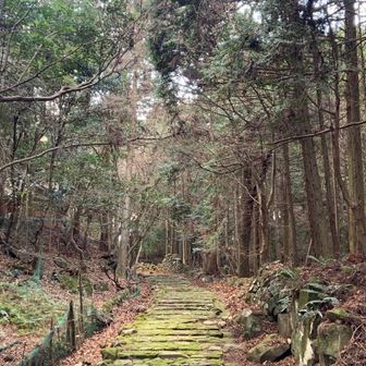 冒頭にも記載しましたが…
ココは山というより上宮に参拝する系です👣

苔むした参道も雰囲気よき✨
