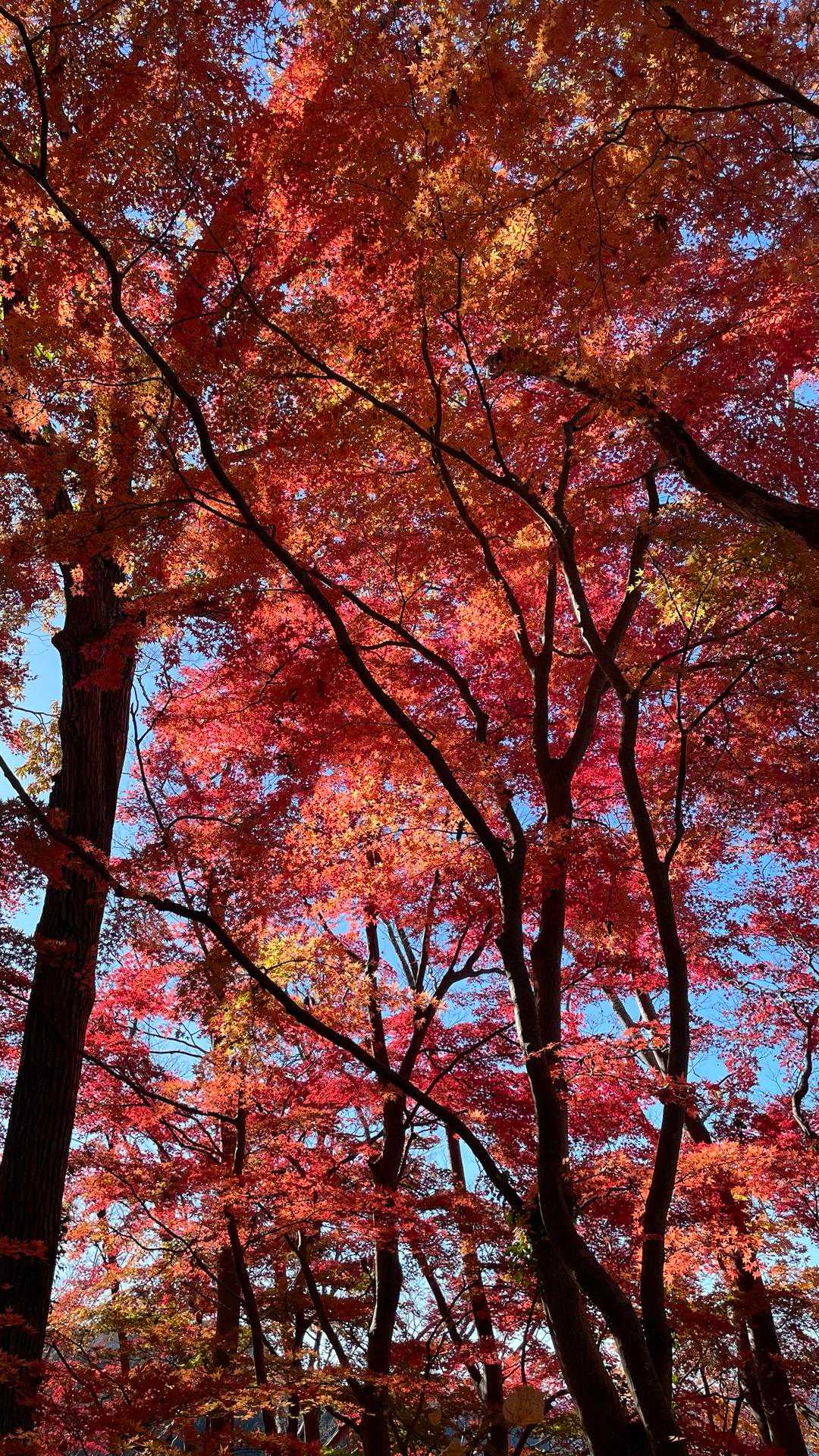 紅葉散策🍁