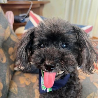 ユーザーgonlotte