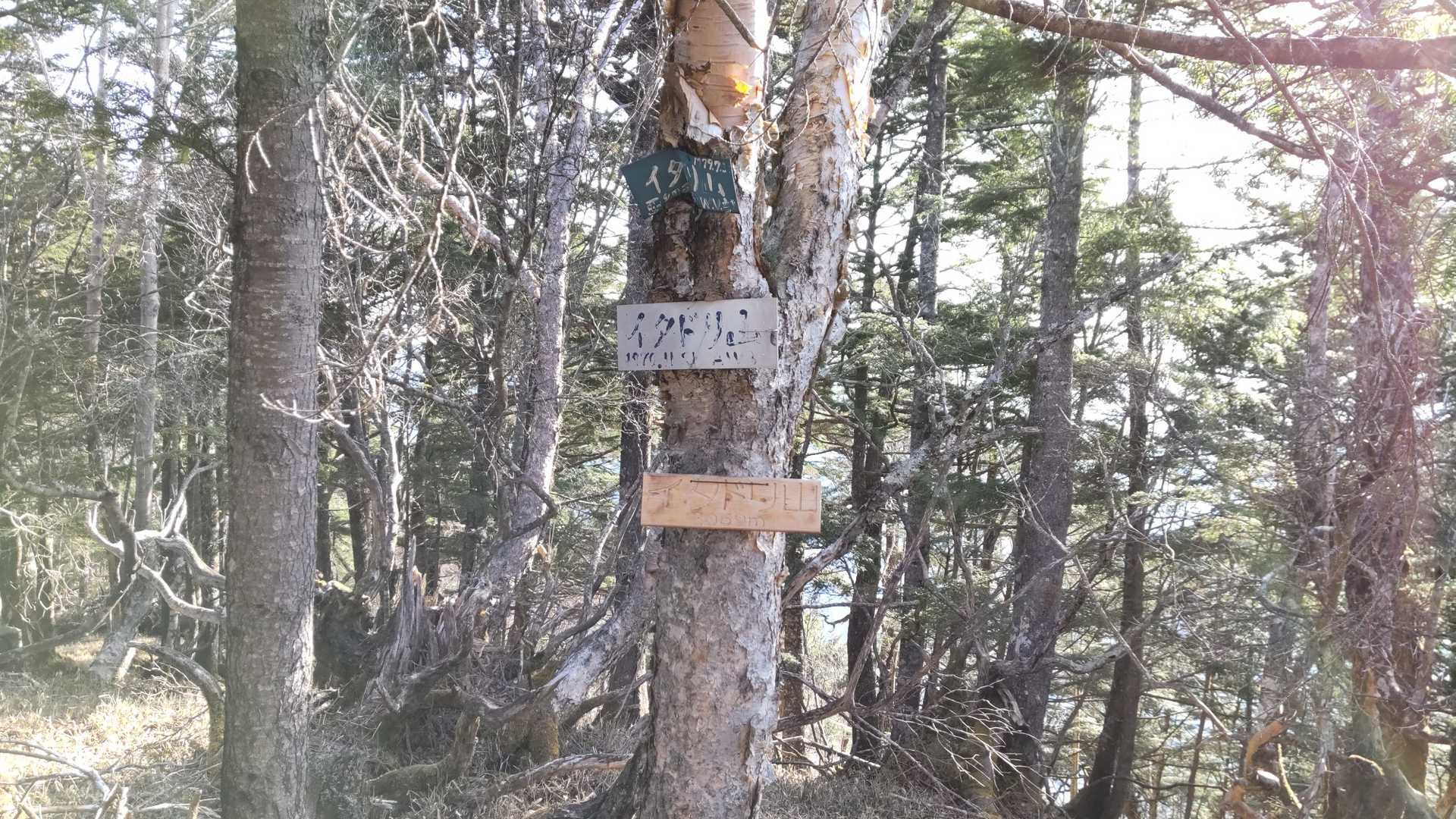イタドリ山の写真