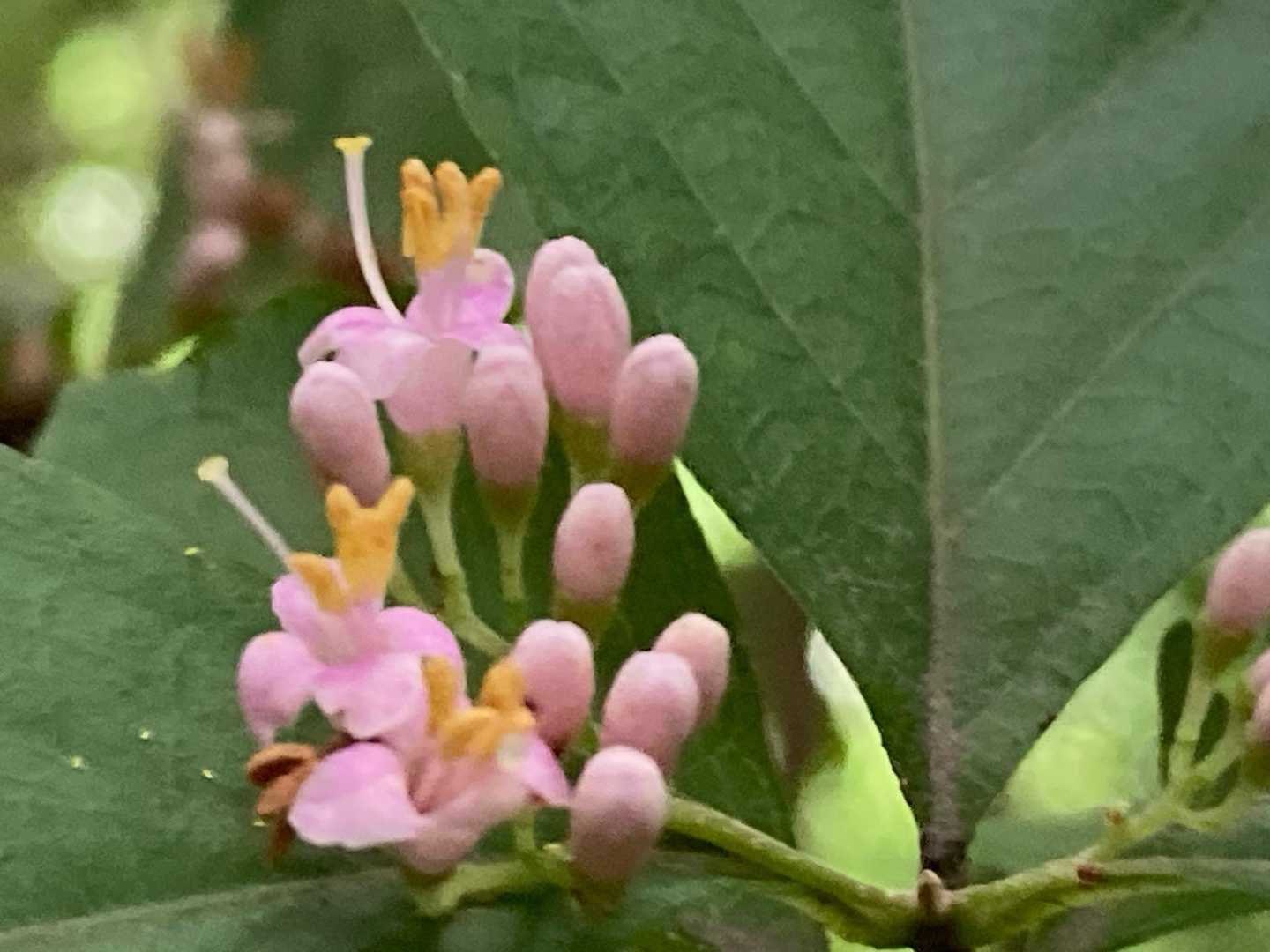 ヤブムラサキ（藪紫）
秋になると紫の実🟣が可愛い😍
今が花の時期🌸