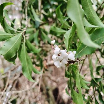 馬も酔っちゃう木
酔うの好きだから食ってみようかな