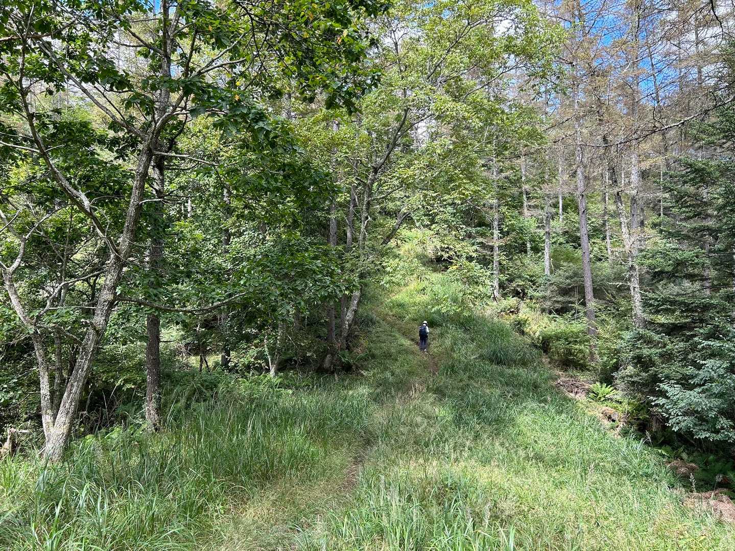 焼山峠-小楢山-小楢峠-大沢ノ頭-妙見山-妙見山-鼓川バス 縦走コースの写真