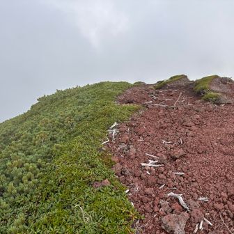 美瑛富士も騙されたァァァ🤣笑笑…

見える高台まで登ったら、山頂かと思ったけど…
まだ…奥あるじゃんっっ💦😅