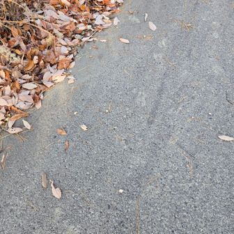 猪の足跡ですね