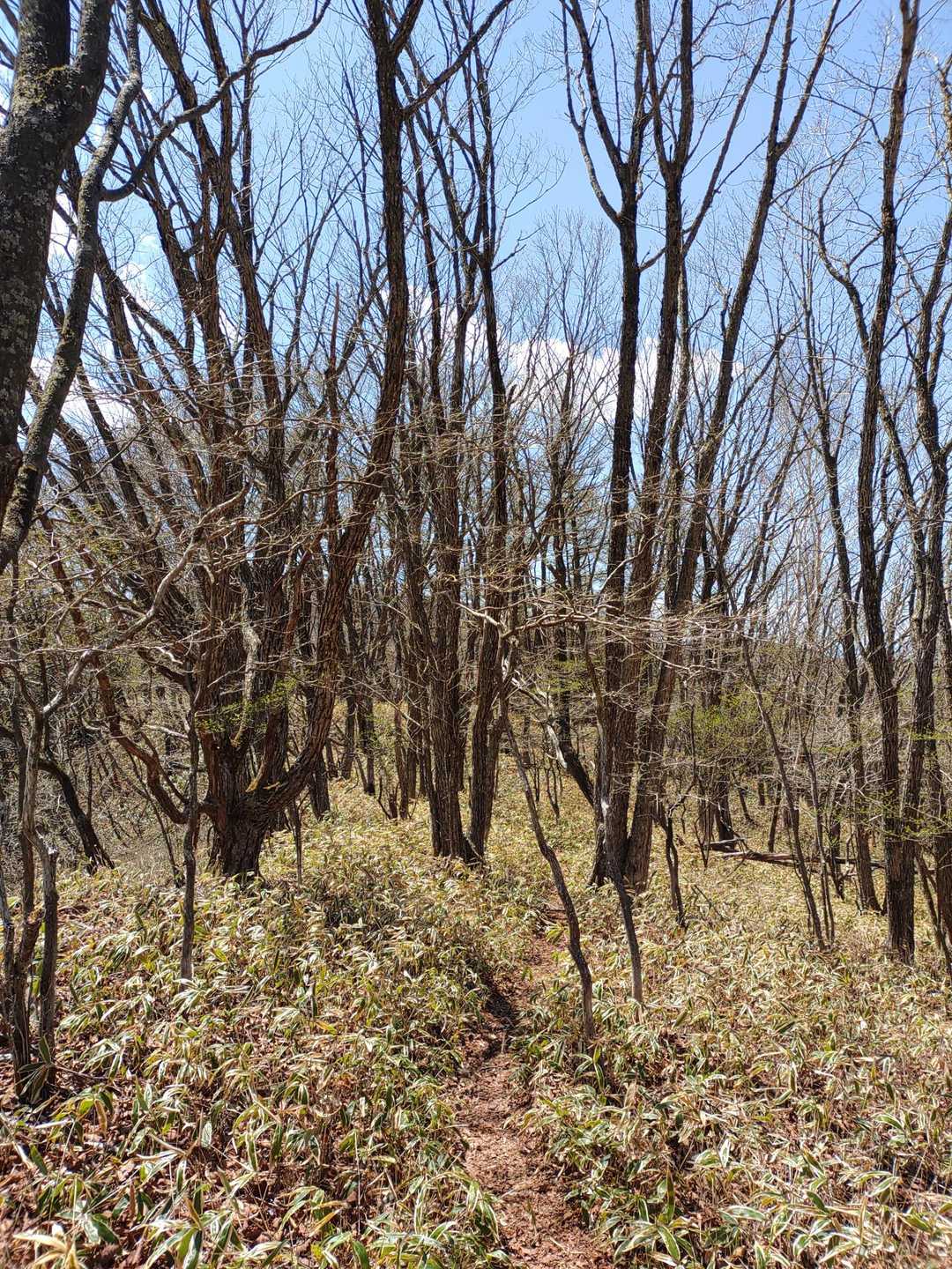 笹繁茂する明るい道