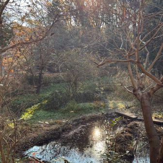 薄く氷が張っています🧊
