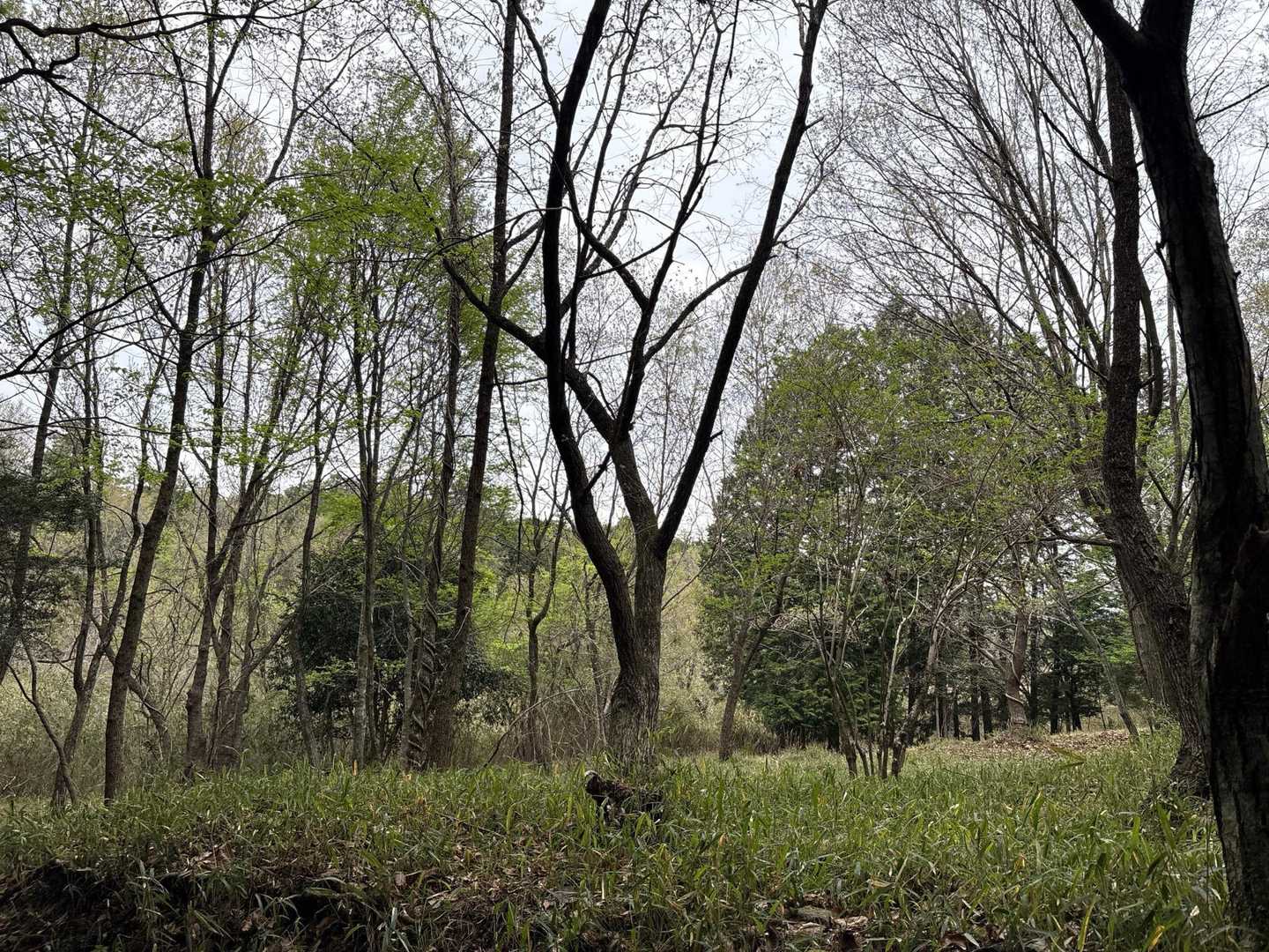 赤目里地里山コース-竜神山 往復コースの写真