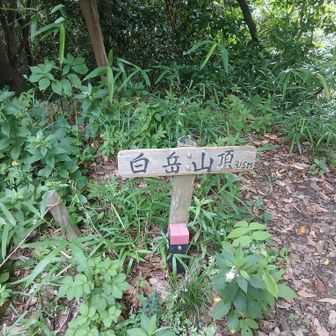 ⑫白岳　今日最後のピーク　後は下るだけ！