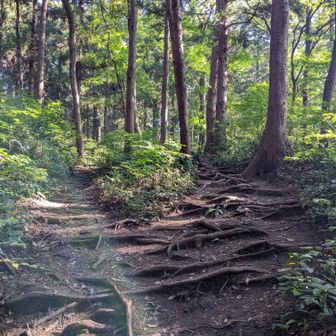 立派な根っこ達