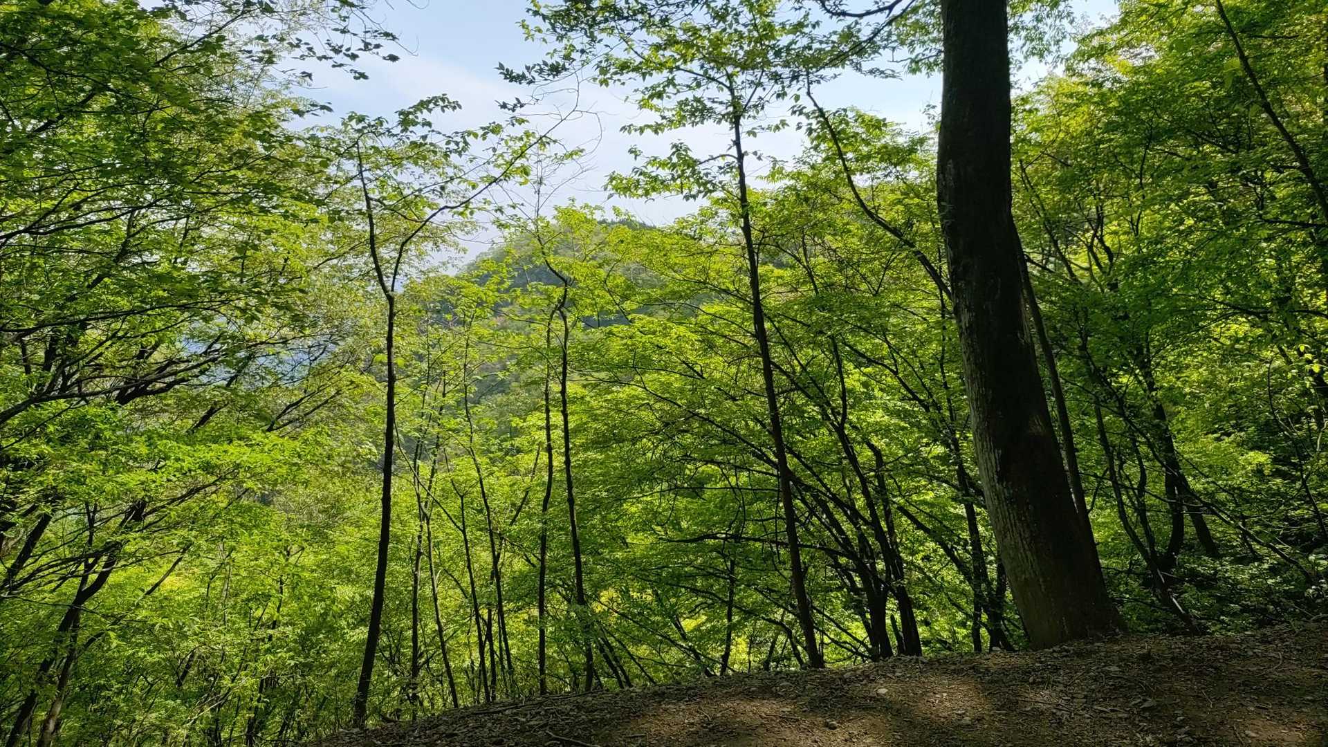 さわらびの湯バス停〜御嶽駅｜棒ノ嶺・岩茸石山・惣岳山縦走コースの写真