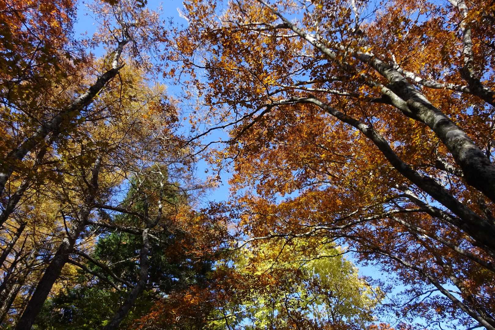 青空と紅葉🍁が無茶苦茶綺麗で、テンションハイハイ💃💃