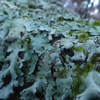 今日の地衣類
ウメノキゴケの仲間かな
この造形美も面白い