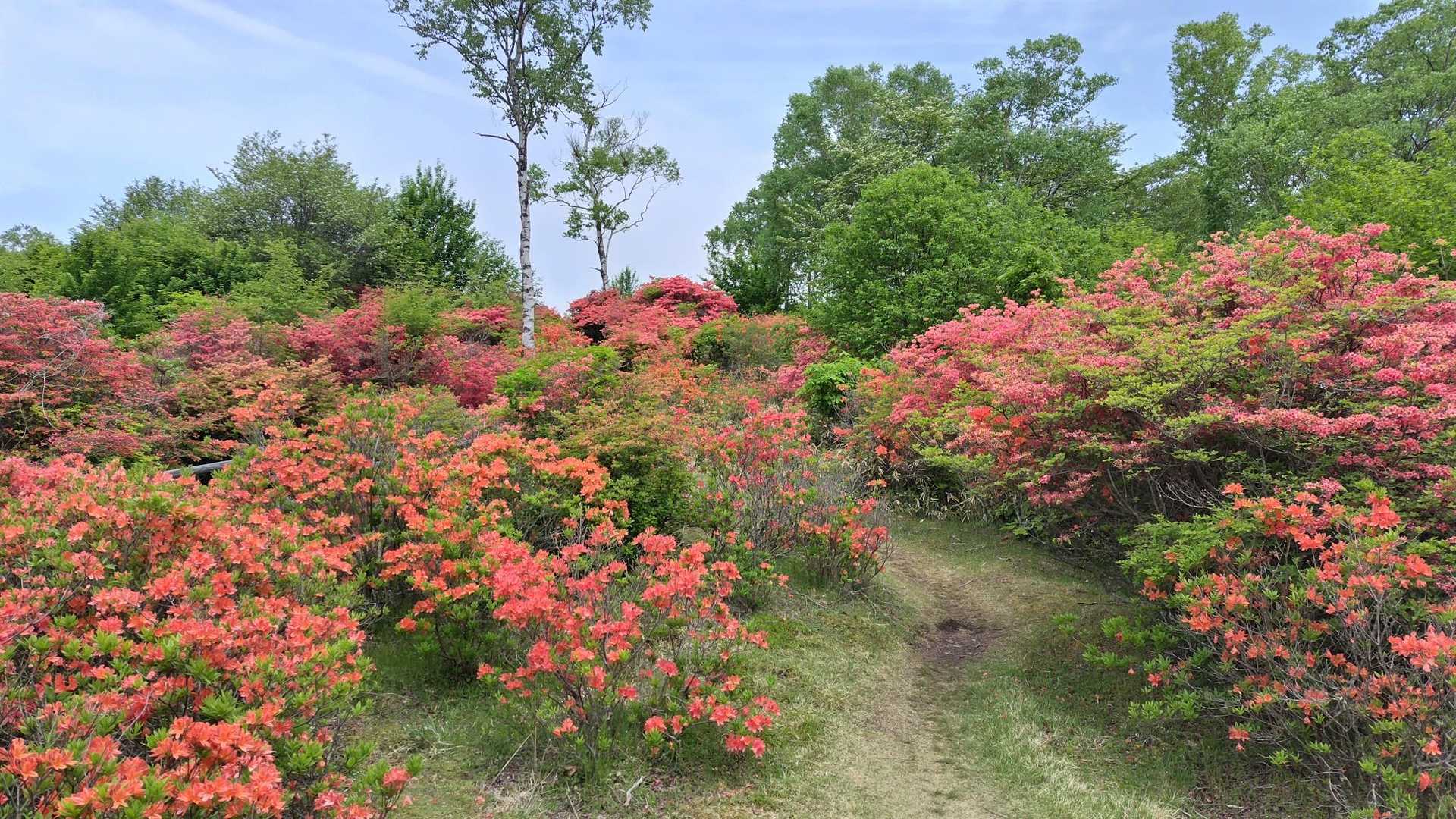 見晴山山頂方面
ヤマツツジ＆レンゲツツジが満開っぽい🌸