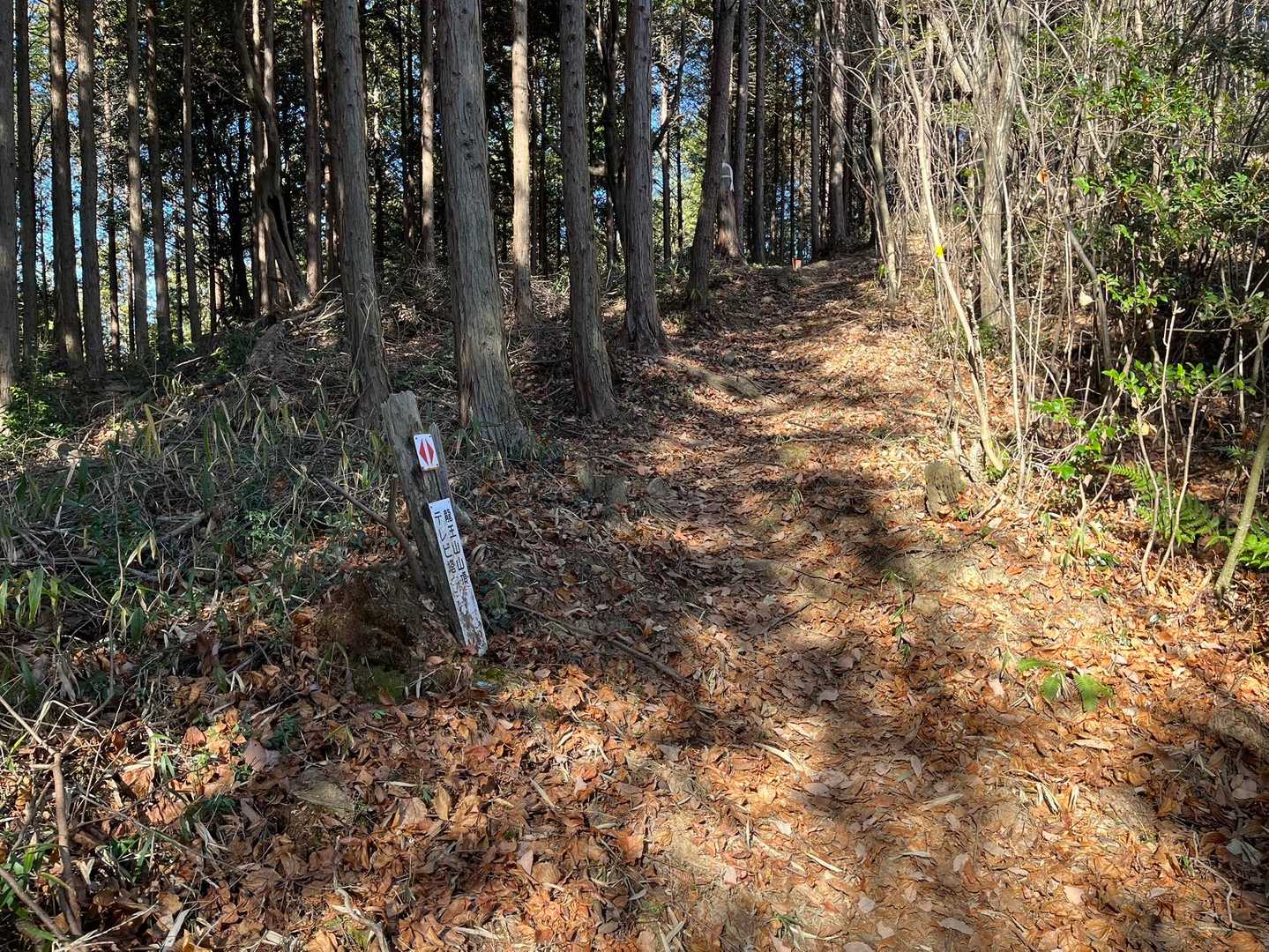 ふと山側を見上げると登山者の方達が山の中を歩いているのを見かけ入ってみるとちゃんと登山道がありました😮
